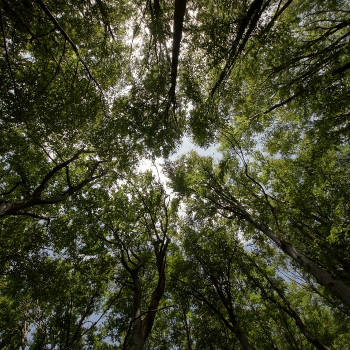 ovalie original respect environnement